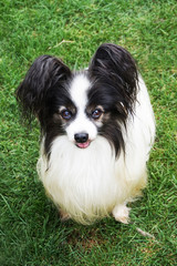papillon dog in the green grass