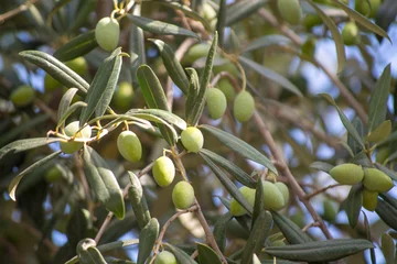 Fototapete Olivenbaum Grüne Oliven reifen am Olivenbaum hautnah