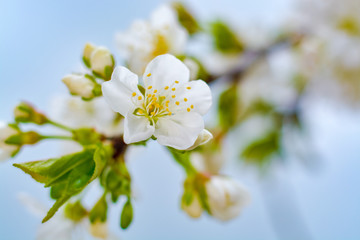 Obraz premium Spring blossom of cherry tree close up