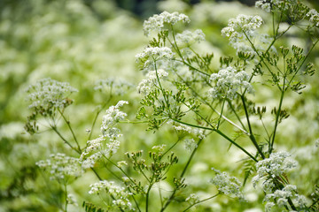 White umbrella flowers on green plant, nature in summer