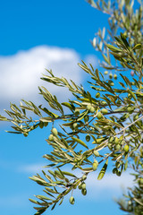Obraz na płótnie Canvas Green olives riping on olive tree close up
