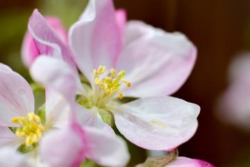 Spring blossom of apple tree close up