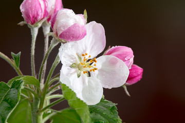 Spring blossom of apple tree close up