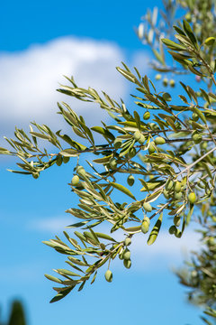 Green olives riping on olive tree close up