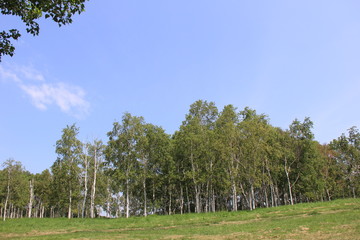 Obraz premium 青空の下の白樺林(北海道)