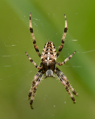 Spinne 