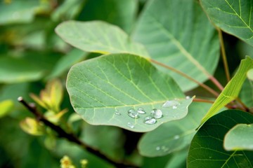 drops on leaf