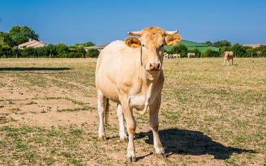 Vache, bovin.