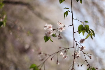 枝垂桜