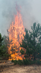 Fototapeta premium fire. wildfire at sunset, burning pine forest in the smoke and flames.