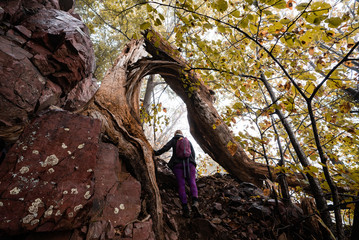 Active Woman Hiking through Scenic Dense Foggy Forest under a Beautiful Fallen Tree with Backpack on Running Trail. Devils Lake Wisconsin