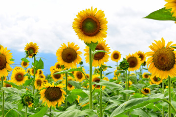 Sunflower Mix