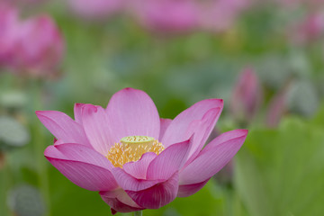 Obraz premium ハスの花