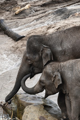Elephants in zoo, mom and calf eating. two Asian elephant.