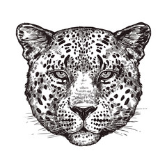 Sketch Hand Drawn Leopard Head