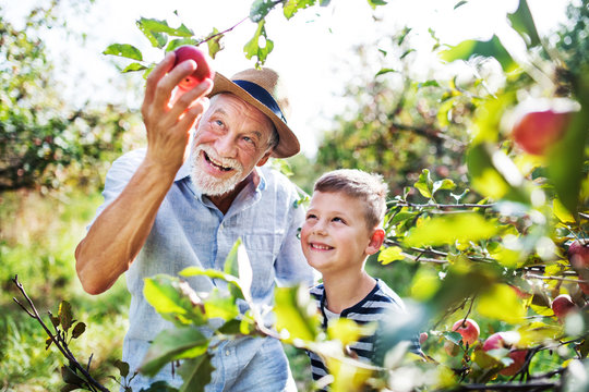 A senior man with grandson picking apples in orchard in autumn.