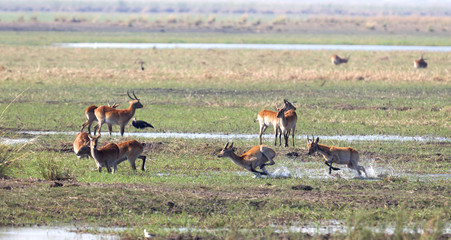 Red lechwe running and playing © michaklootwijk