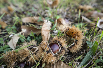 chestnuts in the woods in autumn
