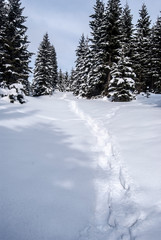 winter forest wih steps in snow and blue sky in Jeseniky mountains in Czech republic