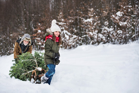 Grandfather and small girl getting a Christmas tree in forest. Copy space.
