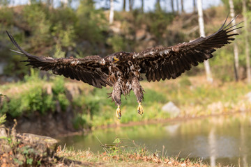 White-tailed Eagle, Haliaeetus albicilla, flying above the water, bird of prey with forest in background, animal in the nature habitat, wildlife from Sweden. Eagle in flight above the dark lake