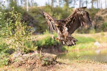 White-tailed Eagle, Haliaeetus albicilla, flying above the water, bird of prey with forest in background, animal in the nature habitat, wildlife from Sweden. Eagle in flight above the dark lake