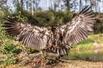 White-tailed Eagle, Haliaeetus albicilla, flying above the water, bird of prey with forest in background, animal in the nature habitat, wildlife from Sweden. Eagle in flight above the dark lake