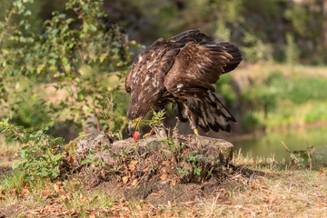 White-tailed Eagle, Haliaeetus albicilla, flying above the water, bird of prey with forest in background, animal in the nature habitat, wildlife from Sweden. Eagle in flight above the dark lake