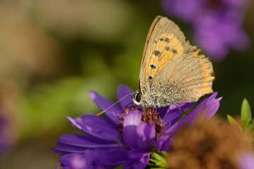 Kleiner Feuerfalter,