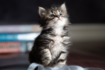 Kitten