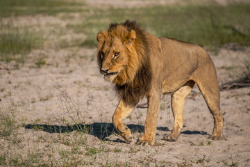 Mighty Lion watching the lionesses who are ready for the hunt in Masai Mara, Kenya (Panthera leo)