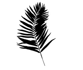 isolated silhouette palm leaf