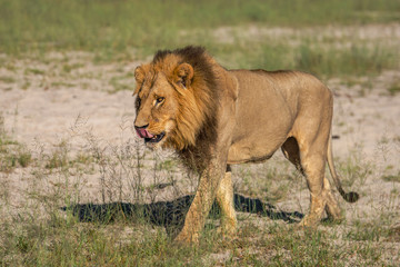 Fototapeta premium Mighty Lion watching the lionesses who are ready for the hunt in Masai Mara, Kenya (Panthera leo)