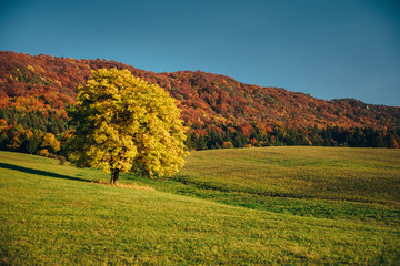 Autumn landscape. Oak tree on meadow, colorful forest in background