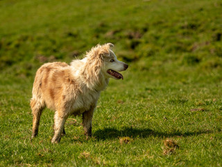 Obraz premium Border Collie