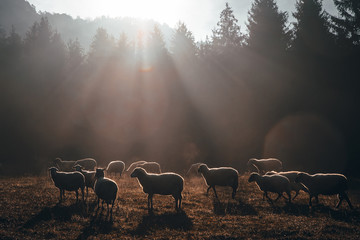 Sheep on morning autumn pasture - obrazy, fototapety, plakaty