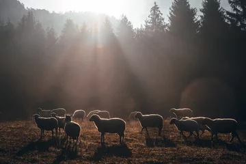 Fototapeten Schafe auf der morgendlichen Herbstweide © kovop58