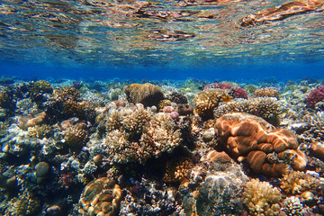 coral reef in Egypt