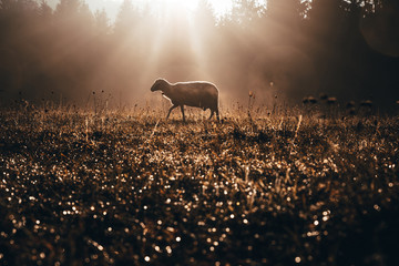 Lost sheep on autumn pasture. Concept photo for Bible text about Jesus as sheepherder who cares for lost sheep - obrazy, fototapety, plakaty