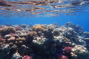 coral reef in Egypt