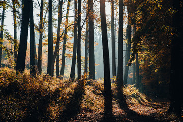 Sun rays in orange autumn forest