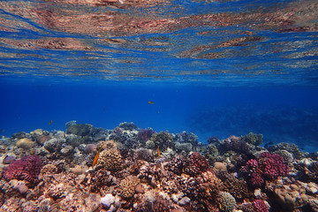 coral reef in Egypt