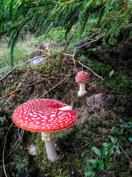 Amanita Muscaria. Red poisonous Fly Agaric mushroom in forest