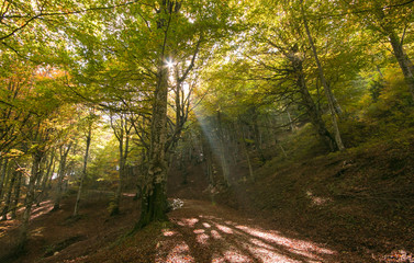 Raggi di sole nella foresta incantata in autunno