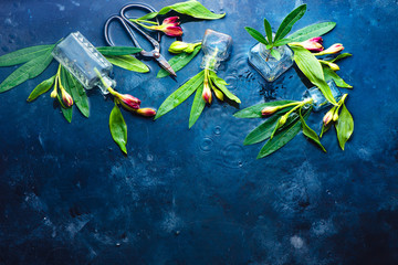 Fototapeta na wymiar Flowers in tiny glass bottles on a dark wet background with copy space. Alstroemeria floral header for a flower shop.