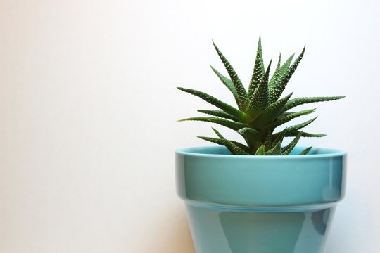 Succulent Houseplant In Light Blue Glass Pot On White Background