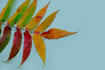 autumn leaves on blue background