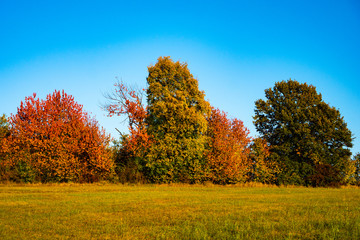 Colorful trees with yellow and green leaves in autumn