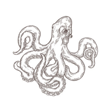 Hand drawn octopus isolated on white background. Vector engraved illustration.
