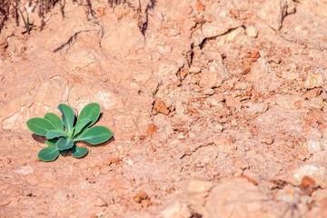 green plant grows on dried clay